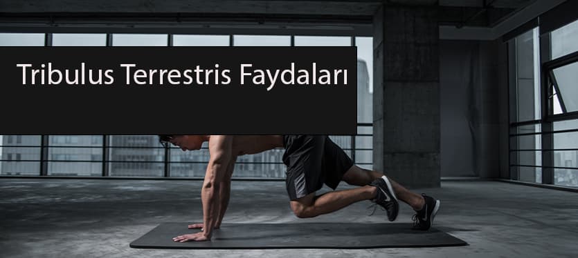 tribulus terrestris faydaları